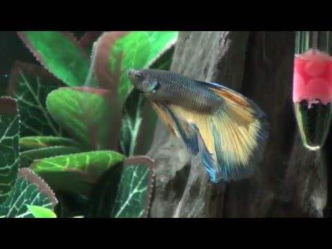 Betta Fish Tank - 1 Month After Adding Fish