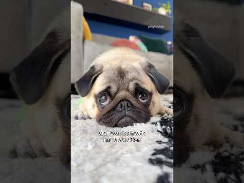 Finally opening up about Mosy’s condition ☹️❤️‍🩹 #pug #dog #shorts