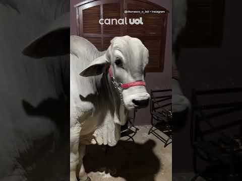 Churrasco, o boi influencer, viraliza ao mostrar sua rotina no Rio de Janeiro; veja vídeo