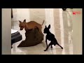 Two Dogs Fun With Pillow Animal S Planet
