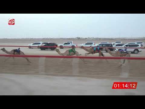  ش 3 (العنود) لـ غالب علي بن حمد الحافري 3:01:58 ، شارة الصندوق 2026/08/10 فطامين الوثبة