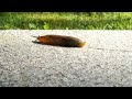 Slug Moving (Timelapse)