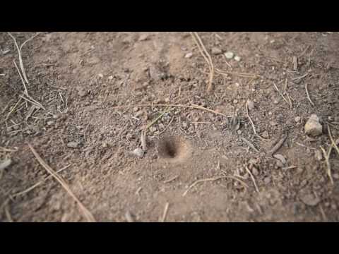 Can you tell me what Bug  Digs these holes?