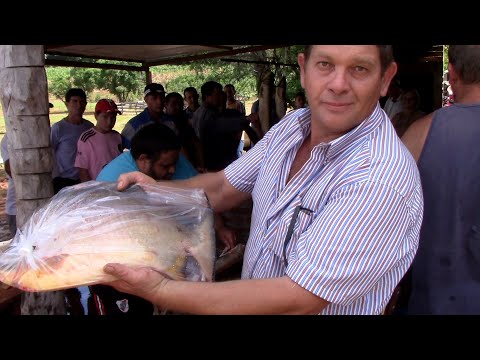 Cosecha de pescados | Municipio de Dos Arroyos, Provincia de Misiones, Argentina.