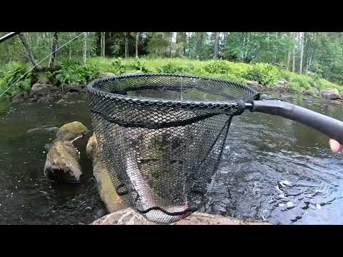 Markus Kalassa - Jokikalastus 2021 Kesän viimeinen kirjolohi