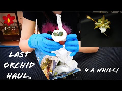 Unboxing the last Orchid Haul.. for a while 😜