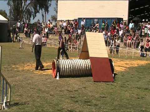 Perth Royal Show 2010 Teams Agility: Nadine and Charli