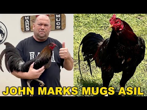 Jet Black Mug Asil Kelso !! Beautiful Birds Marks Mugs Asil - John Anthony Marks