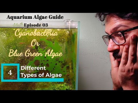 Aquarium Algae Guide - Episode 03. Blue Green Algae/Cyanobacteria
