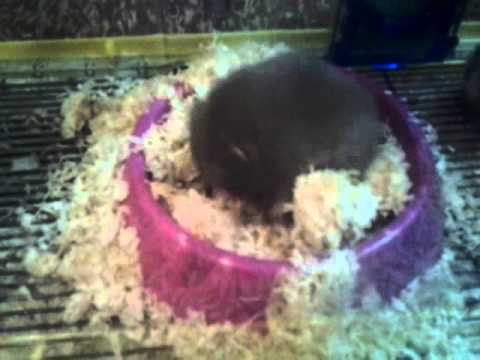 ? My new hamster playing