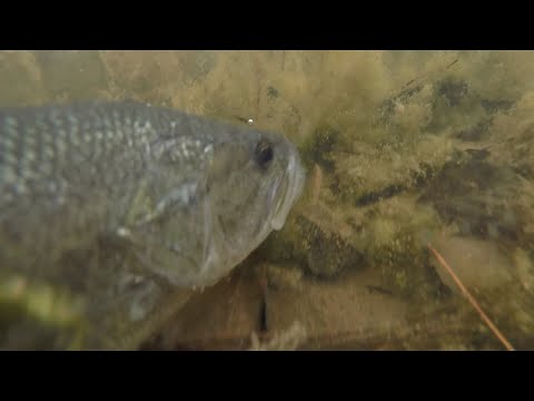 How To Fish A Double Rigged Fluke