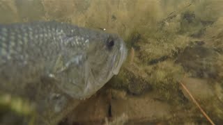 How To Fish A Double Rigged Fluke
