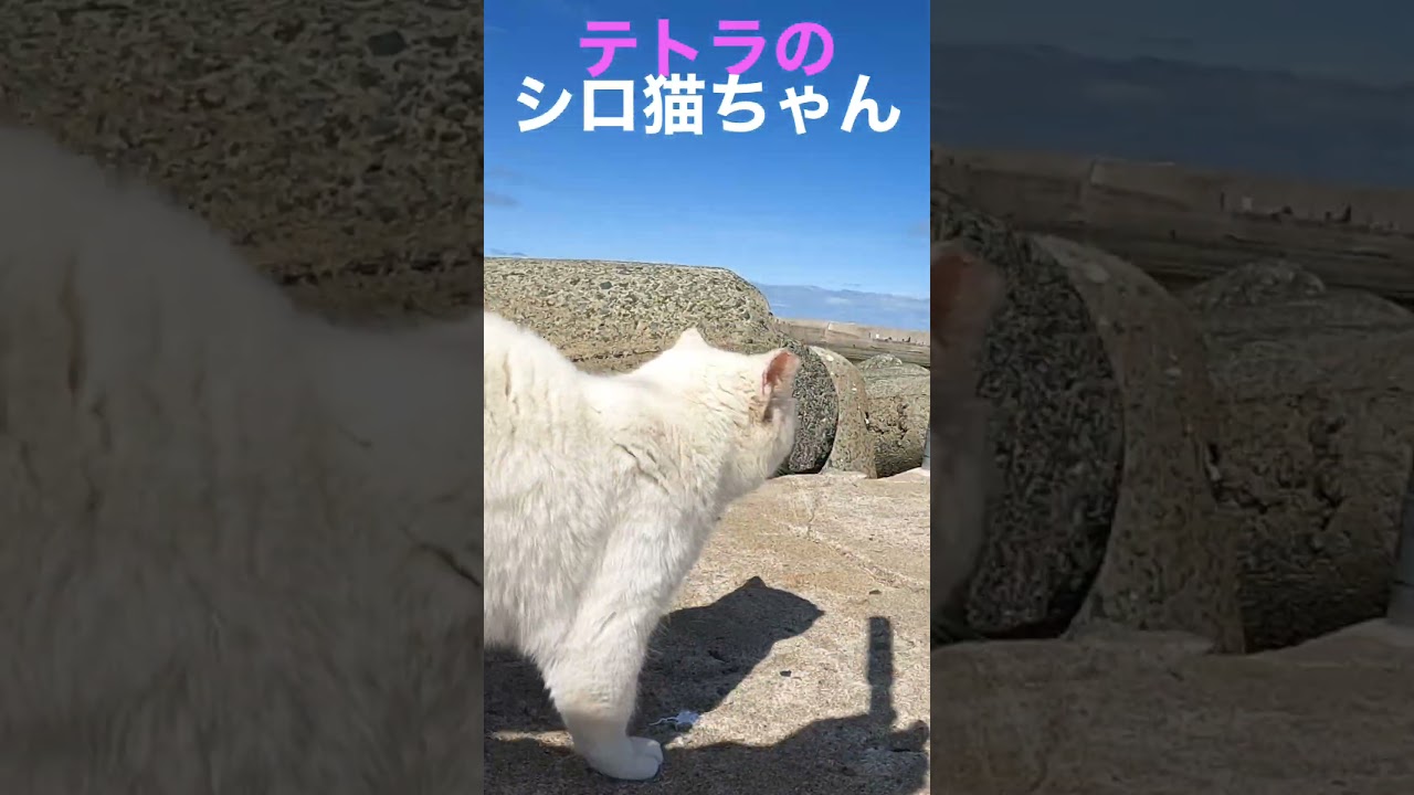 シロと下僕のテトラ散歩💕先端を目指すニャン #cat #shorts #保護猫