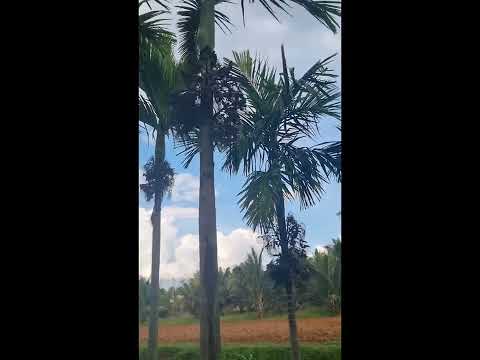 Agriculture land for sale | Near kunigal | check description for more details |