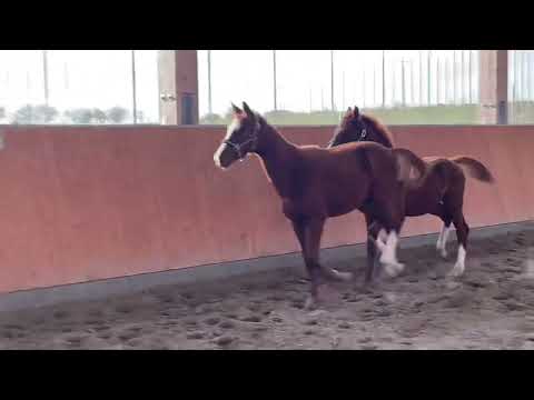 Hengstfohlen by Sky@gutschonweide8945