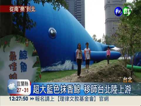 抹香鯨來了! 昆蟲展下月移師台北