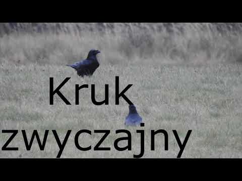 Kruk - dzika przyroda Kruka zwyczajnego #6/7