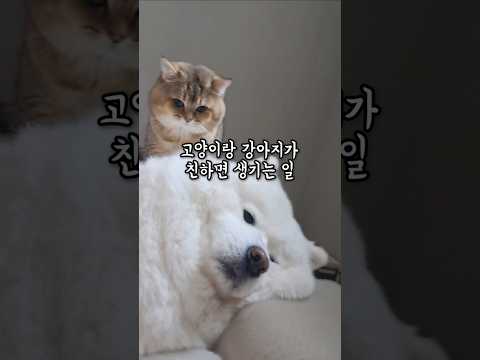 강아지랑 고양이가 너무 친하면 생기는일
