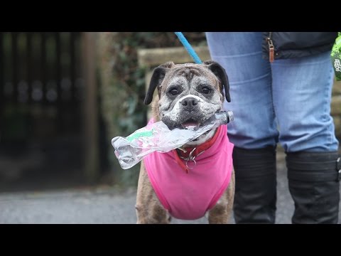 סרטון חמוד: הכלבה ששומרת על איכות הסביבה