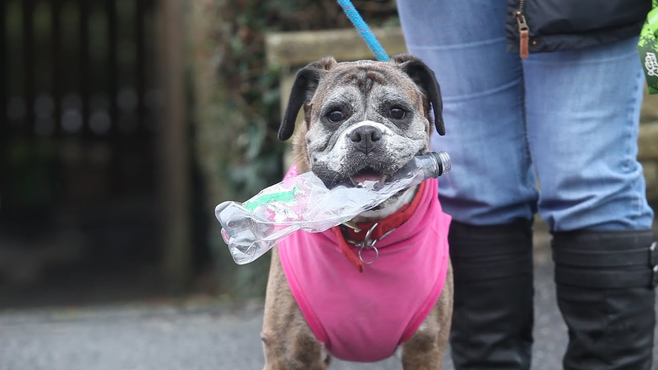 Dog picks up litter on walks - recycles it when she gets home thumnail