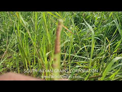 Brown kodo millet -varagu rice (dehusk) south indian grains ...