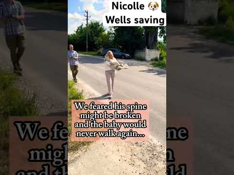 For any help consider donating link in bio  to save a stray life in Los Angeles #rescuelife