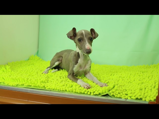 ブリーダー/ショップマロニエケンネル MARRONNIER KENNELのイタリアン・グレーハウンドで番号が2968です