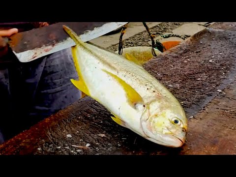 YELLOW SPOTTED TREVALLY CUTTING | FISH CUTTING SKILLS