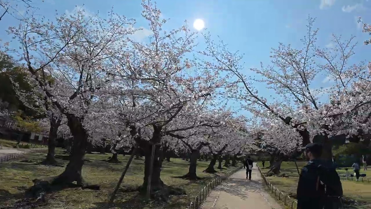 2026.4.2『岡山後楽園  🌸桜林🌸』