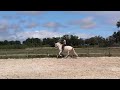 Hongre 4 ans dressage et loisirs 