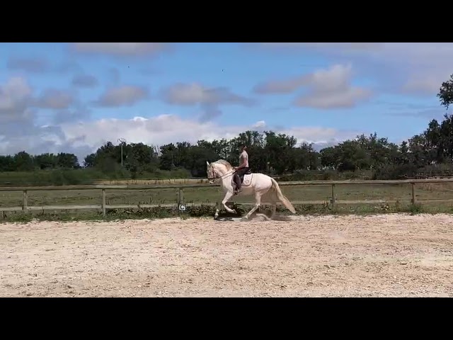 Hongre 4 ans dressage et loisirs 