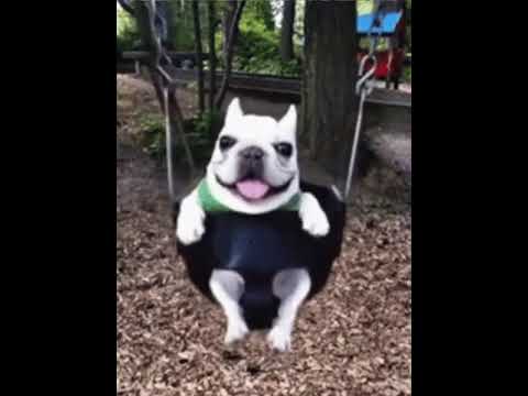 eu te amo cachorro all my fallas eu te amo...