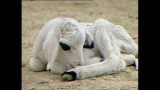 ভেড়া পালন