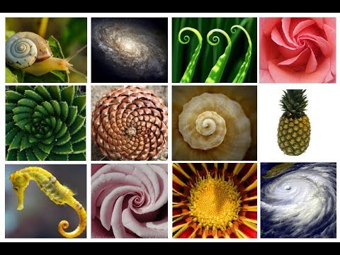 The AMAZING Fibonacci Spiral/Sequence - Extended Version!