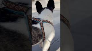 散歩中に何かが気になって立ち止まるワンコ🐶 #shorts