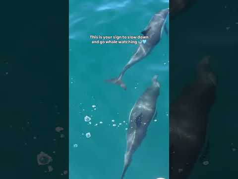 Tag an ocean lover 🩵🌊 Join us for whale watching! 🐳 #LABucketList