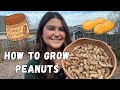 I grew PEANUTS in my backyard and made peanut butter! | How to grow peanuts