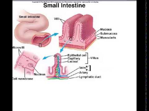 Anatomy - 7 - Lymphatic System - Dr. Astuce