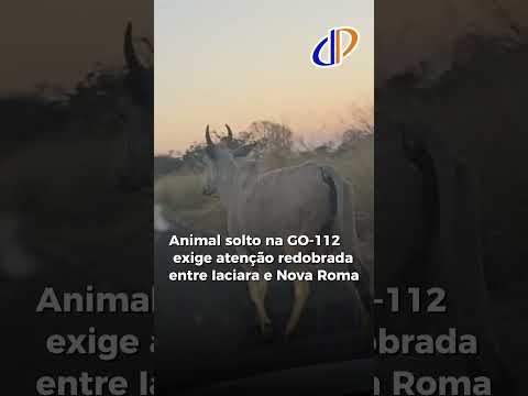 Animal solto na GO-112 exige atenção redobrada entre Iaciara e Nova