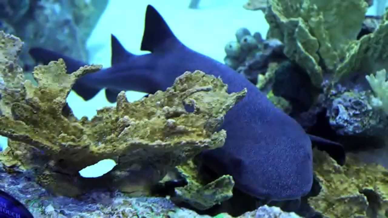 Dining and Diving at Rumfish Grill on St. Pete Beach VISIT FLORIDA