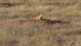 Prairie Dogs in Badlands National Park, South Dakota