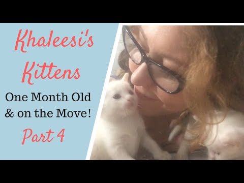 How to Feed 1 month old Kittens - Khaleesi's Kittens Part 4