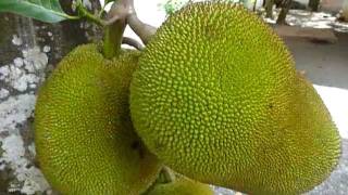 preview picture of video 'Sri Lanka,ශ්‍රී ලංකා,Ceylon,Jackfruit tree close-up'