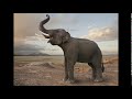 ELEPHANT SOUND