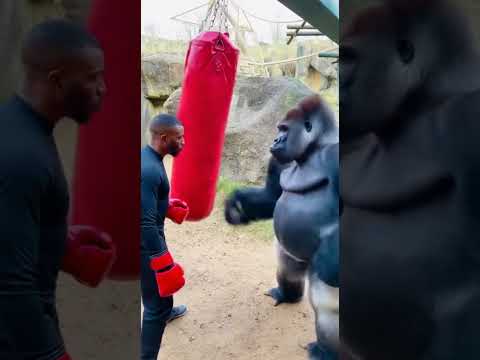 Gorilla's First Boxing Lesson! Watch the wild jab power #boxing #wildlife #funny
