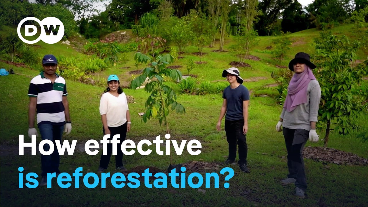 Can trees save the planet? | DW Documentary