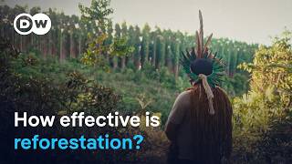 Can trees save the planet? | DW Documentary