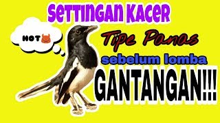 Download lagu Settingan Kacer Tipe Panas Sebelum Lomba Gantangan mp3