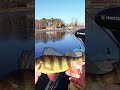 Yellow perch… last winter flashback…. #shorts #yellowperch #delawarefishing