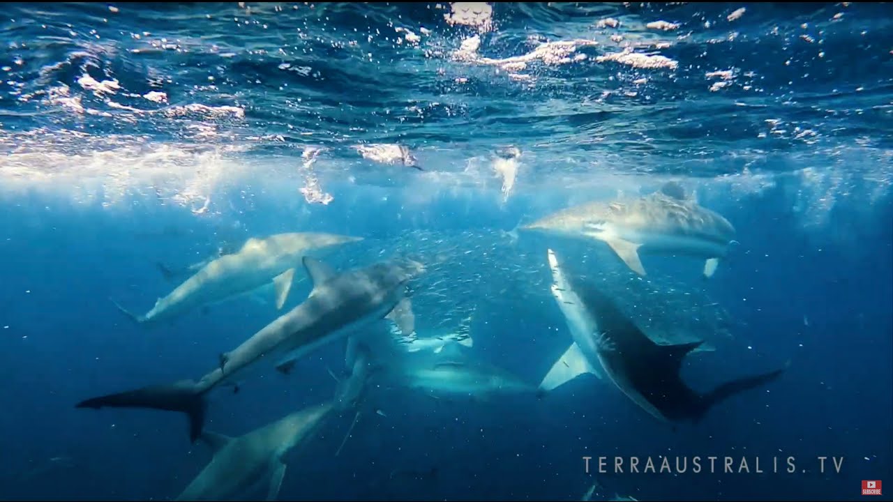 BIG SHARKS FEASTING ON BAIT BALLS